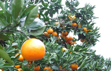 Mandarin Orange Picking