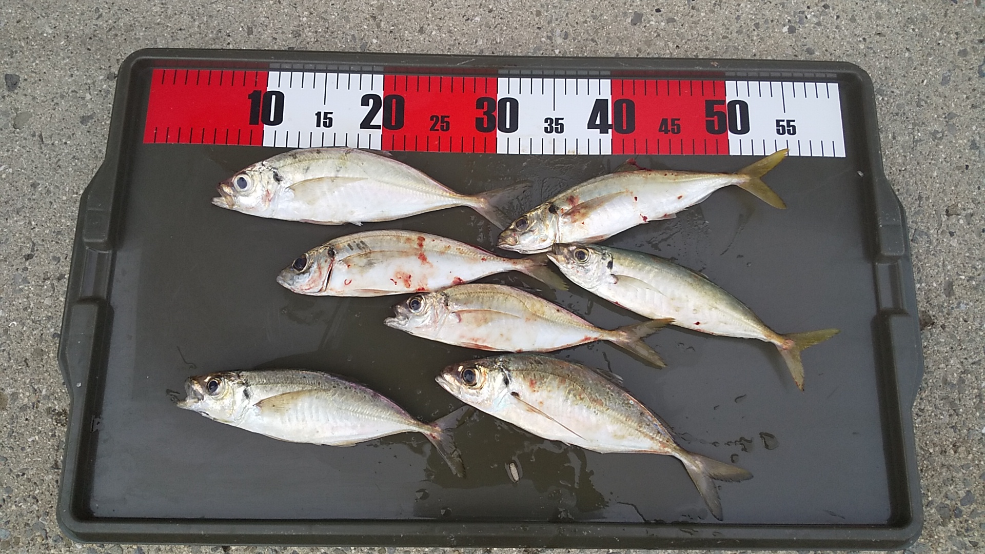 （真作）山の湖の釣り 真作）山の湖の釣り 665 Fishing in the Higashiyama Lake area